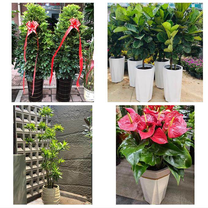 送深圳市光明新区公明龙华镇同城鲜花店配送开业绿植发财树天堂鸟