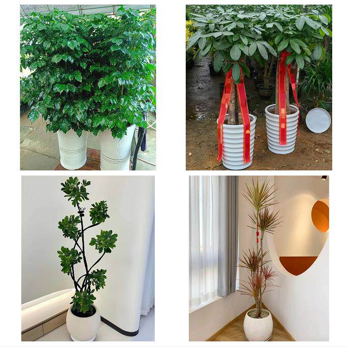 送武汉市武昌区青山区洪山区同城鲜花店配送开业绿植发财树天堂鸟