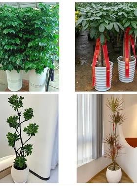 送武汉市武昌区青山区洪山区同城鲜花店配送开业绿植发财树天堂鸟