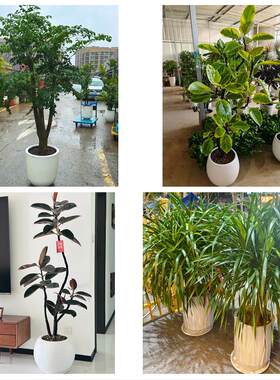 哈尔滨市道里南岗道外平房区同城绿植花卉送发财树绿萝柱公司开业