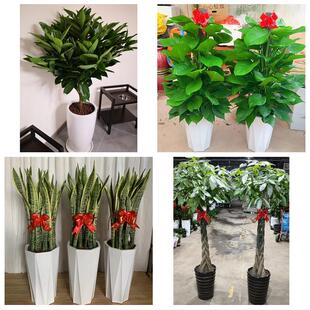 发财树招财树送朋友公司开业亳州市谯城区涡阳蒙城利辛县同城花店