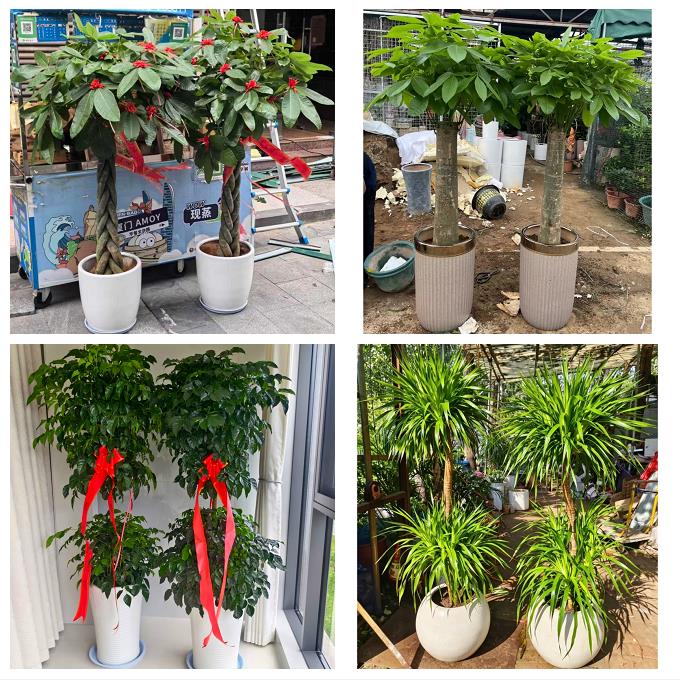 南阳西峡镇平内乡淅川社旗县同城绿植花卉送发财树绿萝柱公司开业 - 实物图
