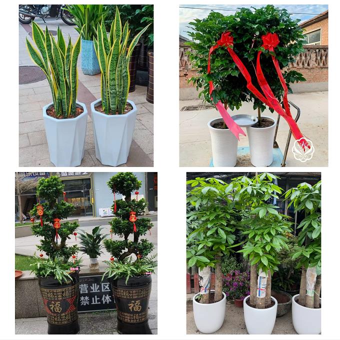 送鹰潭市月湖区余江县贵溪市同城绿植花卉送发财树绿萝柱公司开业