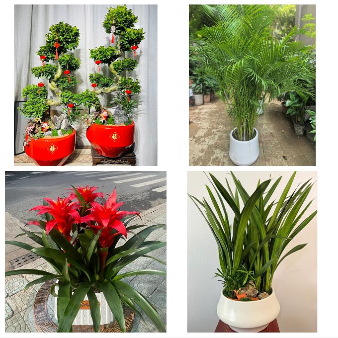 发财树鸭掌木朋友公司开业送漳州市芗城区龙文区云霄县同城花卉店