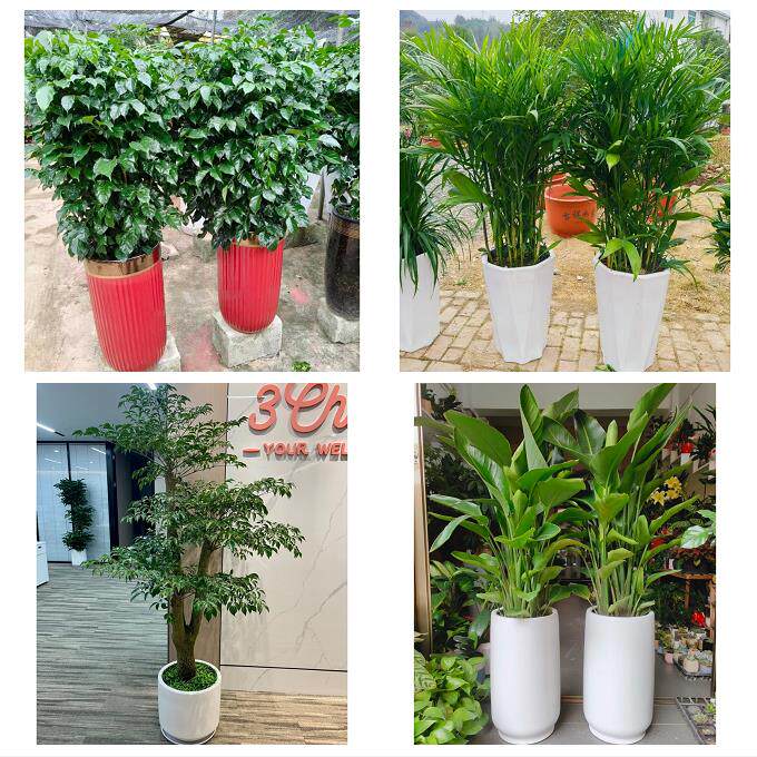 发财树招财树送朋友公司开业泉州市金门县石狮晋江南安市同城花店