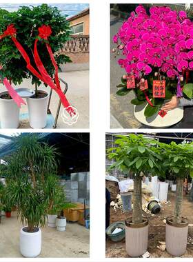 天津河东唐家口向阳楼常州道同城绿植花卉送发财树绿萝柱公司开业