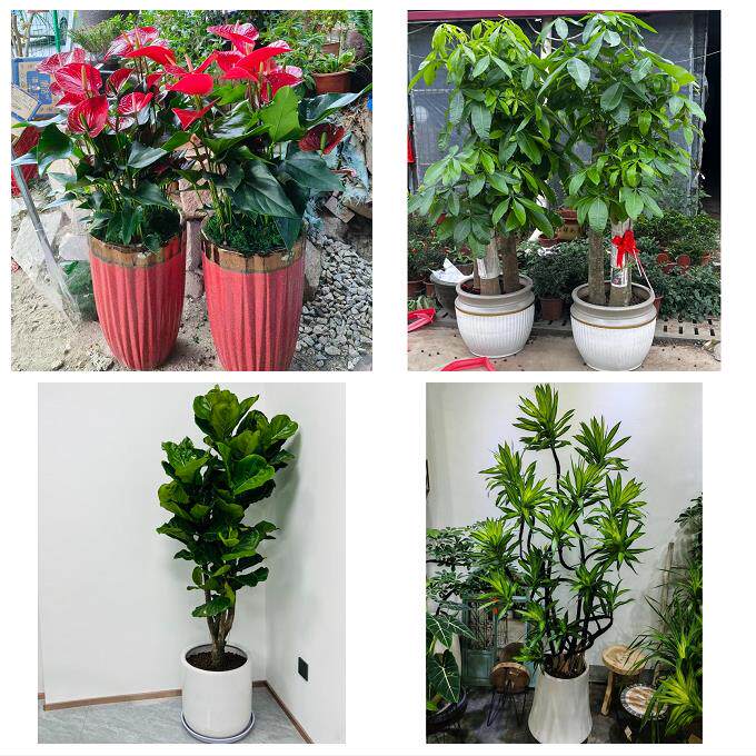 发财树招财树送朋友公司开业宁夏省吴忠市同心县青铜峡市同城花店