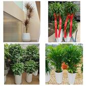 发财树招财树送朋友公司开业张家口市沽源尚义蔚县阳原县同城花店