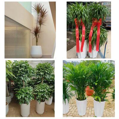 发财树招财树送朋友公司开业张家口市沽源尚义蔚县阳原县同城花店