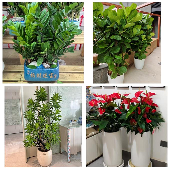 北京市房山区东风迎风星城街同城绿植花卉送发财树绿萝柱公司开业