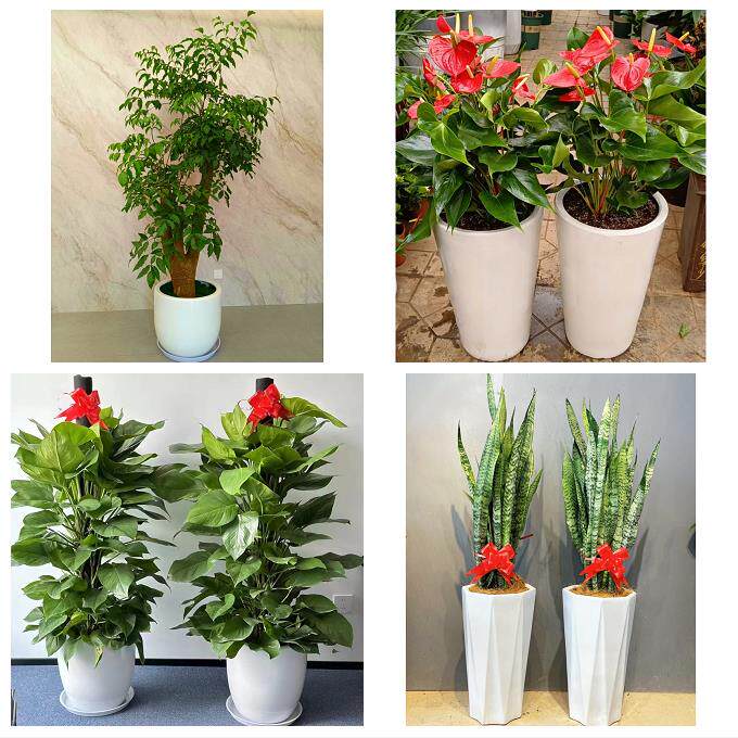 送徐州市鼓楼区云龙区贾汪区同城花店乔迁入新居开业绿植送发财树