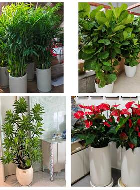 送丹东市宽甸县东港市凤城市同城绿植花卉送发财树绿萝柱公司开业