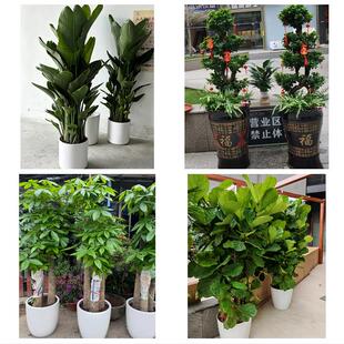 大庆市肇源县林甸杜尔伯蒙县同城绿植花卉送发财树绿萝柱公司开业