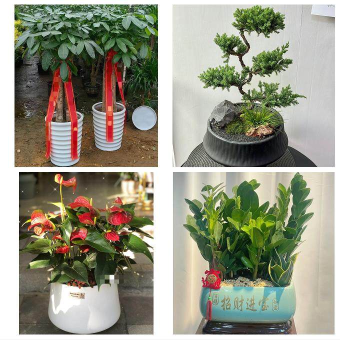 晋中市昔阳寿阳县太谷县祁县同城鲜花店配送开业绿植发财树天堂鸟