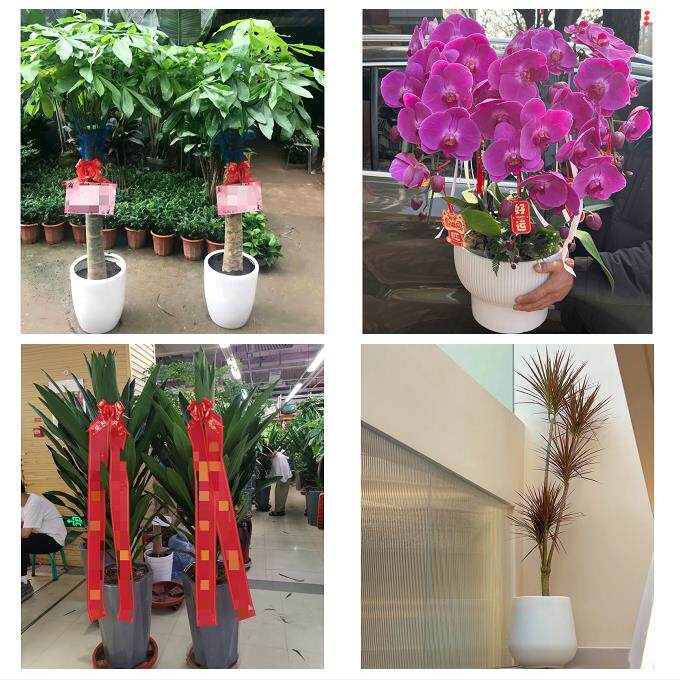 发财树招财树送朋友公司开业运城市平陆芮城县永济河津市同城花店