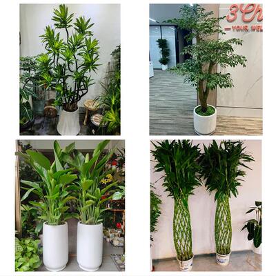 发财树招财树送朋友公司开业宝鸡市渭滨金台陈仓区凤翔县同城花店