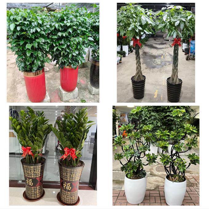发财树招财树送朋友公司开业送鹰潭市月湖区余江县贵溪市同城花店