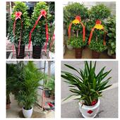 发财树招财树送朋友公司开业焦作市解放中站区马村山阳区同城花店