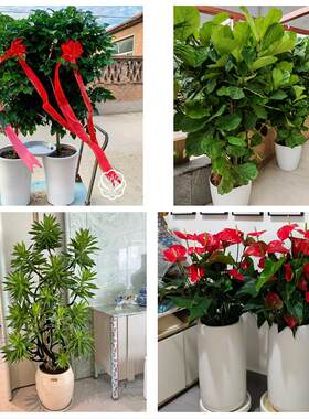 送大同市浑源县左云县大同县同城绿植花卉送发财树绿萝柱公司开业