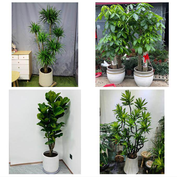 发财树招财树送朋友公司开业北京石景山区广宁五里坨鲁谷同城花店