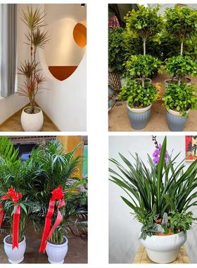 送白山市浑江区江源区抚松县同城鲜花店配送开业绿植发财树天堂鸟