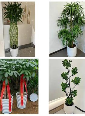 舟山市定海普陀区岱山嵊泗县同城鲜花店配送开业绿植发财树天堂鸟