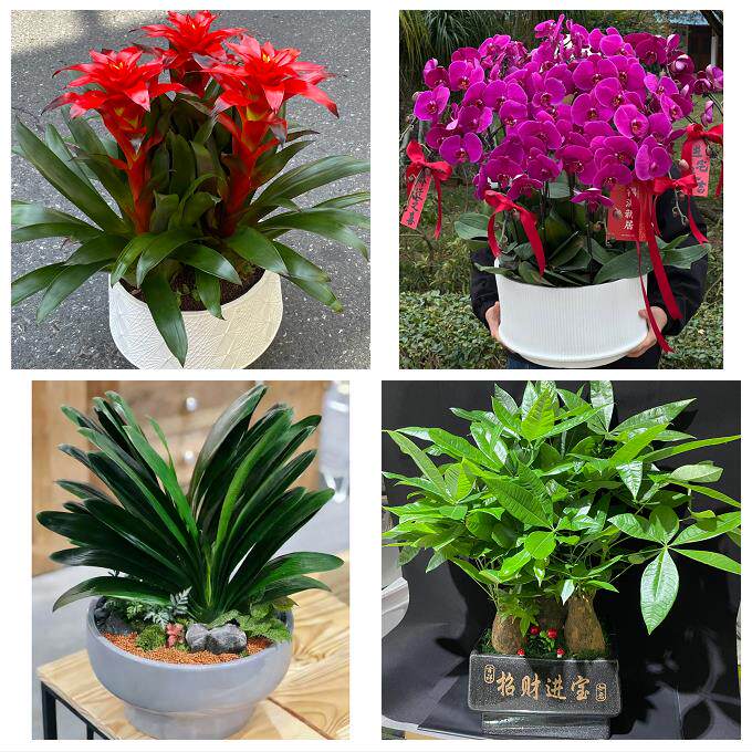 郑州上街惠济区中牟县巩义市同城花店乔迁入新居开业绿植送发财树