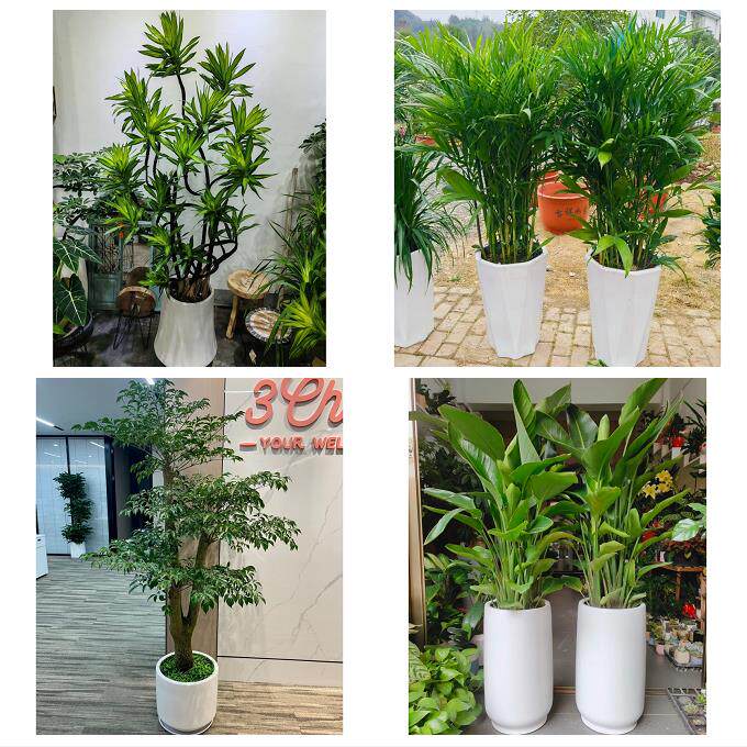 发财树招财树送朋友公司开业铜川市王益印台耀州区宜君县同城花店