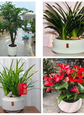 吉林市蛟河桦甸市舒兰磐石市同城绿植花卉送发财树绿萝柱公司开业