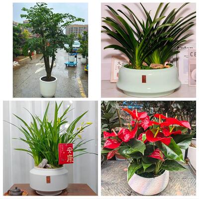 吉林市蛟河桦甸市舒兰磐石市同城绿植花卉送发财树绿萝柱公司开业