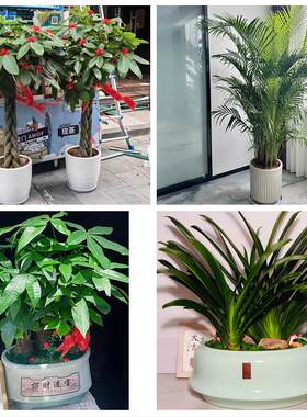 武汉市江岸江汉硚口区汉阳区同城绿植花卉送发财树绿萝柱公司开业