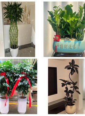 送安庆市迎江区大观区宜秀区同城鲜花店配送开业绿植发财树天堂鸟