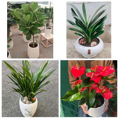 发财树绿萝柱送朋友公司开业大同市城区矿区南郊区新荣区同城花店