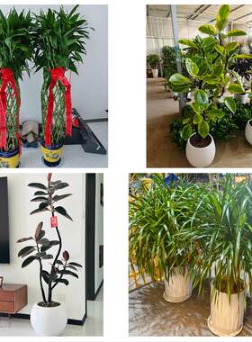 连云港市连云区海州区赣榆区同城绿植花卉送发财树绿萝柱公司开业