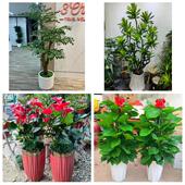 发财树招财树送朋友公司开业上海市浦东新区潍坊陆家嘴街同城花店