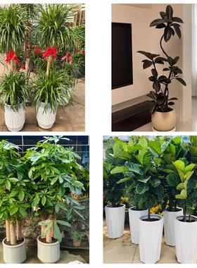 送上海市青浦区重固镇白鹤镇同城鲜花店配送开业绿植发财树天堂鸟