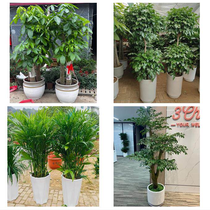 发财树招财树送朋友公司开业四川达州市大竹县渠县万源市同城花店