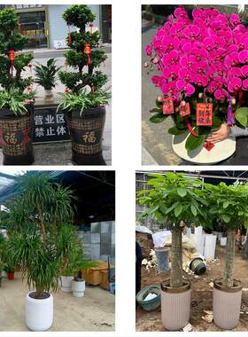 西宁市城东城中区城西城北区同城绿植花卉送发财树绿萝柱公司开业