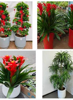 送长沙市开福区雨花区望城区同城鲜花店配送开业绿植发财树天堂鸟