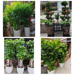 本溪市平山区溪湖明山南芬区同城绿植花卉送发财树绿萝柱公司开业