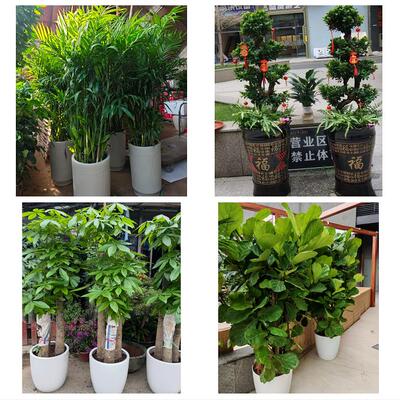 本溪市平山区溪湖明山南芬区同城绿植花卉送发财树绿萝柱公司开业
