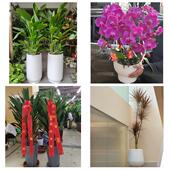 发财树招财树送朋友公司开业上海市金山区张堰亭林吕巷镇同城花店