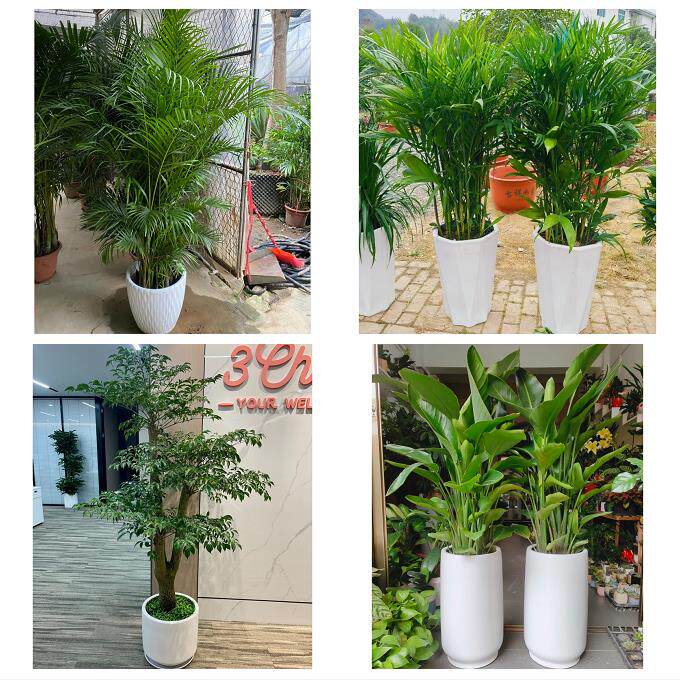 发财树招财树送朋友公司开业湘潭市易俗河镇湘乡市韶山市同城花店