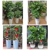 发财树招财树送朋友公司开业鹤岗市向阳工农区南山兴安区同城花店