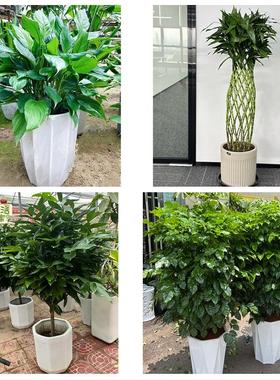 北京市朝阳区高碑店将台太阳宫同城花店送发财树公司店铺开业绿植