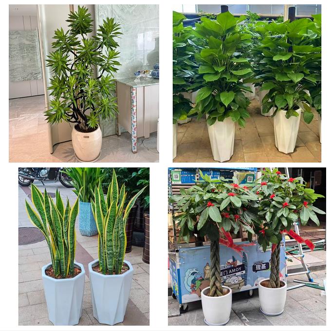 唐山市曹妃甸区遵化市迁安市同城绿植花卉送发财树绿萝柱公司开业