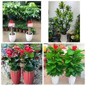 发财树招财树送朋友公司开业鄂尔多斯东胜康巴什区乌审旗同城花店