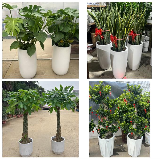 发财树绿萝柱送朋友公司开业唐山市丰南丰润区滦县滦南县同城花店