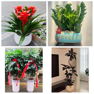 天津河北新开河铁东路建昌道同城鲜花店配送开业绿植发财树天堂鸟