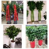 发财树招财树送朋友公司开业石家庄市裕华藁城鹿泉栾城区同城花店